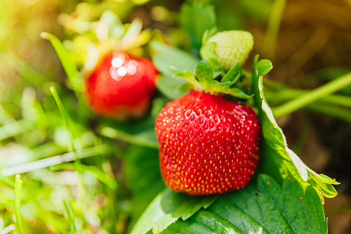 Industrial cultivation of strawberries plant. Bush with ripe red fruits strawberry in summer garden bed. Natural growing of berries on farm. Eco healthy organic food horticulture concept background