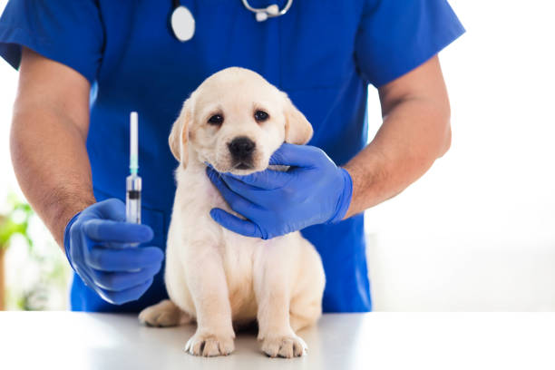 istock Puppy at veterinarian office 1299278172