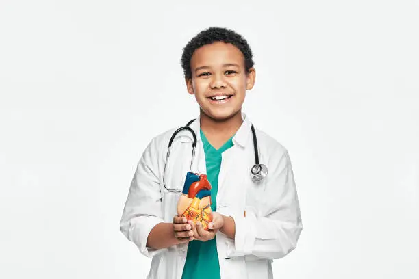 Photo of African American child during learning human anatomy, holds an anatomical heart model, to study body structure. Isolated on white