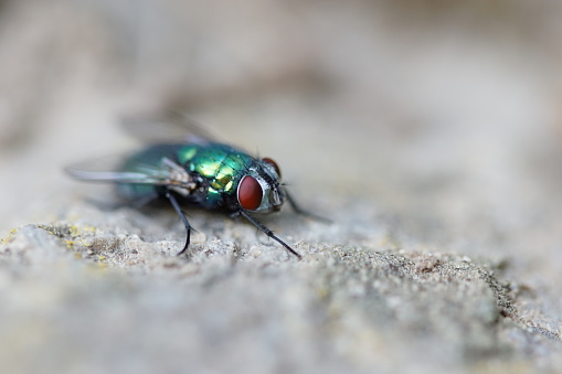 Closeup of a green blowfly sitting on stone, Lucilia sericata