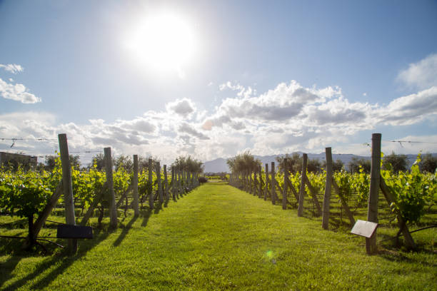 beau vignoble à mendoza, argentine - winemaking grape harvesting crop photos et images de collection