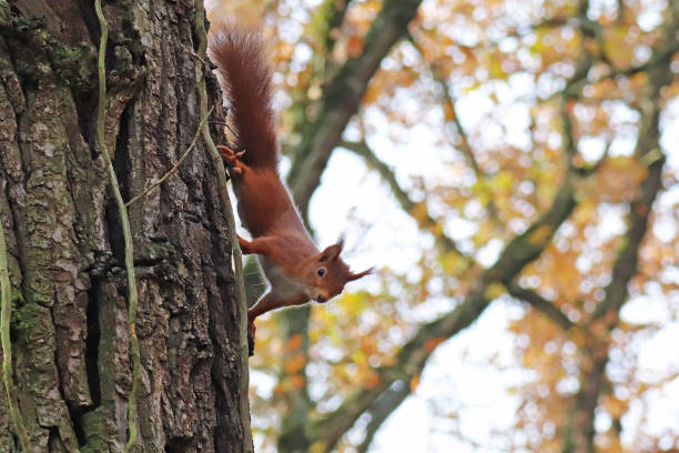 esquilo vermelho (sciurus vulgaris). - red squirrel vulgaris animal - fotografias e filmes do acervo