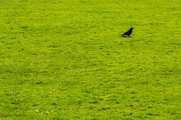 a single black raven on a green meadow