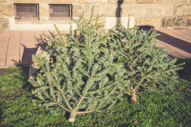 istock discarded fir trees after christmas 1299283829