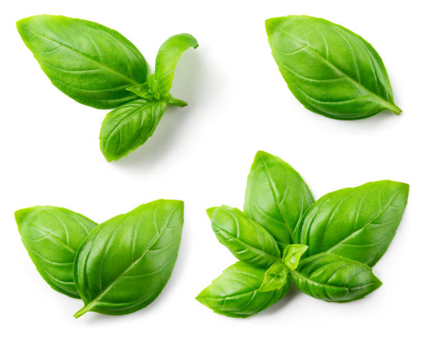 istock Basil isolated. Basil leaf on white. Basil leaves top view set. Full depth of field. 1299283841