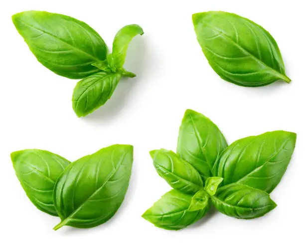 Basil isolated. Basil leaf on white. Basil leaves top view set. Full depth of field.