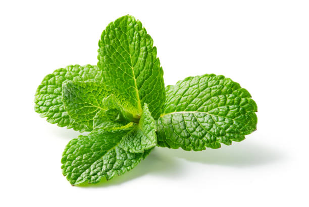 istock Mint leaf. Fresh mint on white background. Mint leaves isolated. Full depth of field. 1299283886