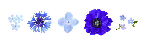 Set of different flowers in blue color Set of different flowers in blue color isolated on white bindweed photos stock pictures, royalty-free photos & images