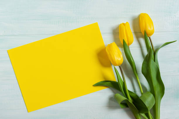 Yellow and white tulips on a light wooden background. Yellow and white tulips on a light wooden background. The concept of International Women's Day, March 8, 1 day of Spring. Bright colorful spring flat layout. Top view, copy space flower arrangement bouquet variation flower stock pictures, royalty-free photos & images