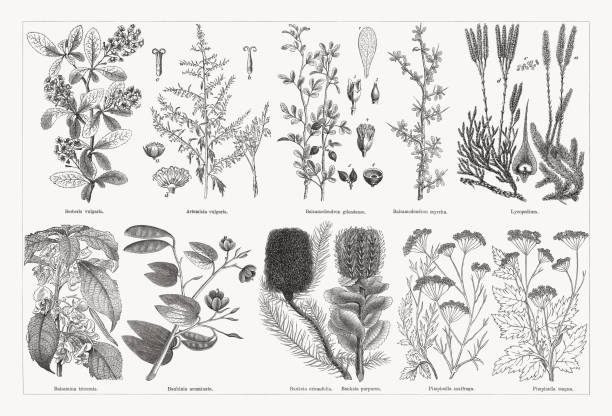 Useful and medicinal plants, wood engravings, published in 1893 Useful and medicinal plants, top: Barberry (Berberis vulgaris); Mugwort (Artemisia vulgaris), a-inflorescences, b-female marginal flower, c- hermaphrodite flower, d-inflorescences (cross section); Arabian balsam tree (Commiphora gileadensis, or Balsamodendron gileandense), 1-leaf, 2-3-calyx and pistil, 4-blossom, 5-fruit; Myrrh (Commiphora myrrha, or Balsamodendron myrrah); Club moss, a-Lycopodium clavatum, b-fruit and its spores (c), d-Diphasiastrum complanatum (or Lycopodium complanatum). Below: Impatiens cristata, or Balsamina tricornis; Dwarf white bauhinia (Bauhinia acuminata); Heath-leaved banksia (or Banksia ericaefolia); scarlet banksia (Banksia coccinea, or Banksia purpurea); Burnet-saxifrage (Pimpinella saxifraga); Greater burnet-saxifrage (Pimpinella major, or Pimpinella magna). Wood engravings, published in 1893. lycopodiaceae stock illustrations