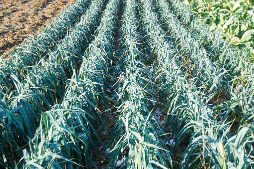 Organic leek plants growing in rows on agricultural field in winter. Spots of snow on the ground.