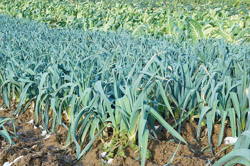 Organic leek plants growing in rows on agricultural field in winter. Spots of snow on the ground.