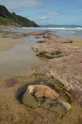 Low tide in beach of Vega. Golden retriever cooling off. Concejo de Ribadesella, Asturias. Tourism. Travel