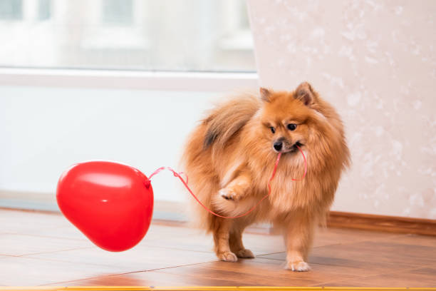 istock a small Pomeranian dog holds a heart-shaped balloon in its teeth by a string, symbol of Valentine's Day 1299286448