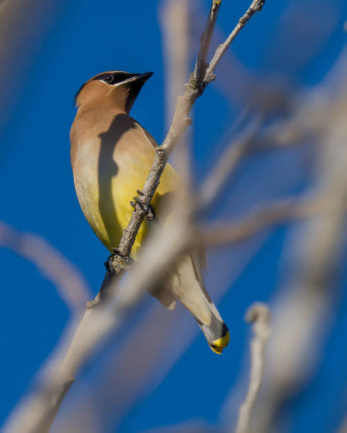 istock Cedar waxwing bird in a tree looking for berries for food 1299286541