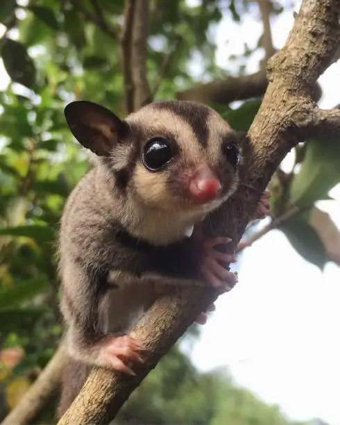 Soursop wupih (scientific name: Petaurus breviceps, English: sugar glider) is a type of small gliding possum, which has omnivorous, arboreal and nocturnal behavior and is included in the Marsupial infraclass. Its common English name refers to the animal's choice of eating sweet nectar, and its ability to glide through the air, like a flying squirrel. They have physical forms and habits very similar to flying squirrels although they are not closely related genetically, as an example of convergent evolution. Its scientific name, Petaurus breviceps, translates from Latin as "short-headed rope-dancer," which refers to the animal's acrobatics in the canopy. The main characteristic of the soursop wupih is its gliding membrane, known as the patagium, which extends from the front leg to the hind leg, one on each side of the body. Gliding is an efficient way to reach food and avoid predators. This animal is covered in soft hair from light gray to light brown which has a countershading, that is, it has a lighter underside. Wupih sirsik is an endemic animal from mainland Australia, Papua Island and certain islands in Indonesia. These animals have been imported to the island of Tasmania, approximately in the 1830's. This animal is a popular exotic pet but banned in some areas, such as parts of Australia and the United States.