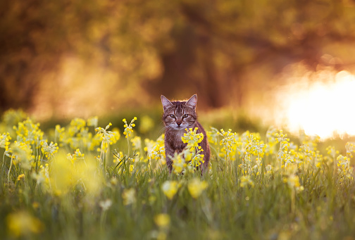 cute tabby cat sitting on spring sunny meadow with yellow primrose flowers