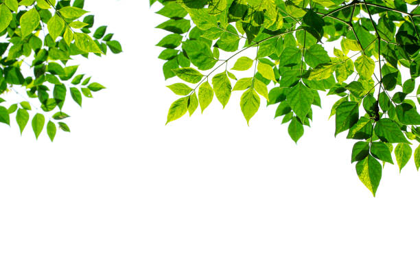 istock Green leaves frame isolated on white background. 1299286715