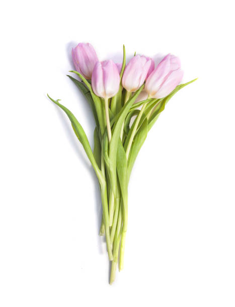 istock Pink tulip flowers isolated on white background 1299286725