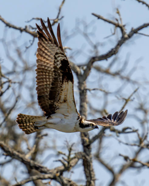 istock Osprey in flight searching for a meal 1299286785