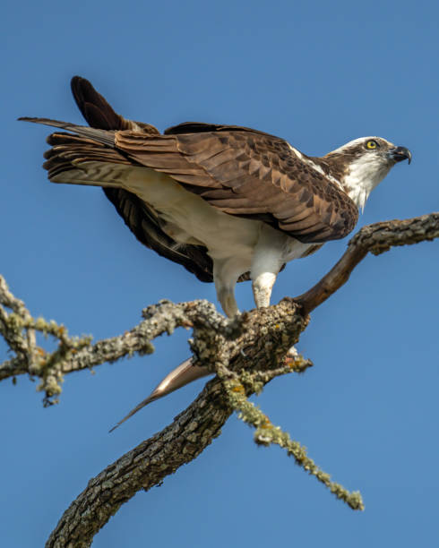 istock Osprey in portrait on a branch 1299286788