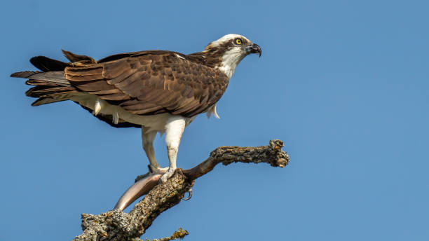 istock Osprey in portrait on a branch 1299286812