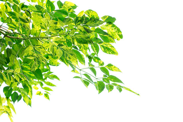 istock Green leaves frame isolated on white background. 1299286853