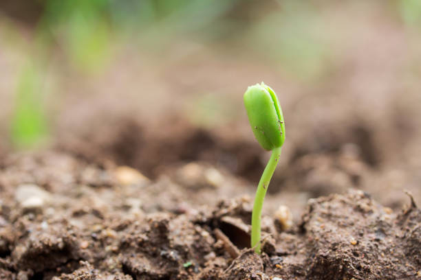 istock Plant seedlings on the ground 1299288107