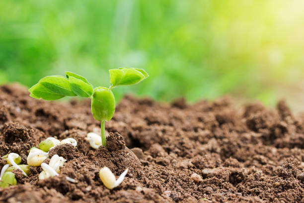 istock Plant seedlings on the ground and sunlight 1299288382