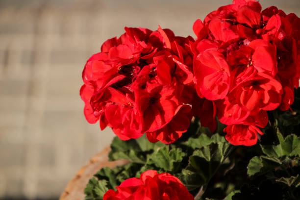 istock Pelargonium zonale plant in the garden 1299288481