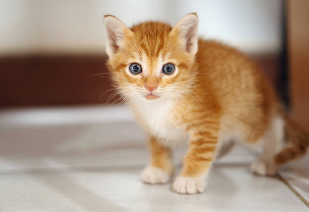 istock Orange and white Thai kitten, 1 month old 1299291057