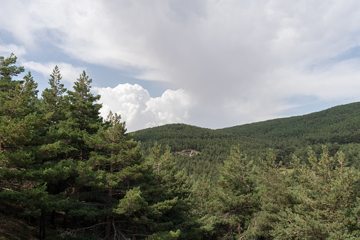 mountainous landscape in Sierra Nevada, there is a pine forest, the sky has cloud