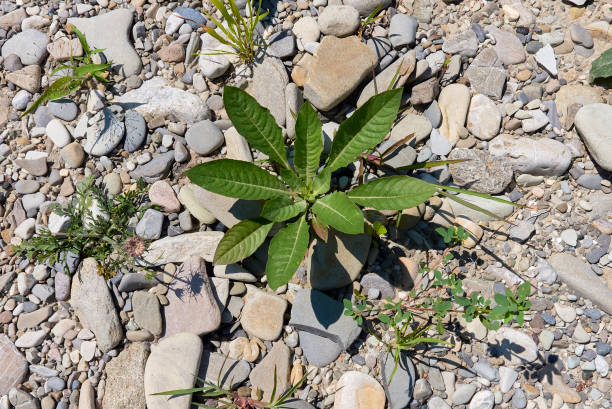 istock Oenothera biennis plants in a river bed 1299292437