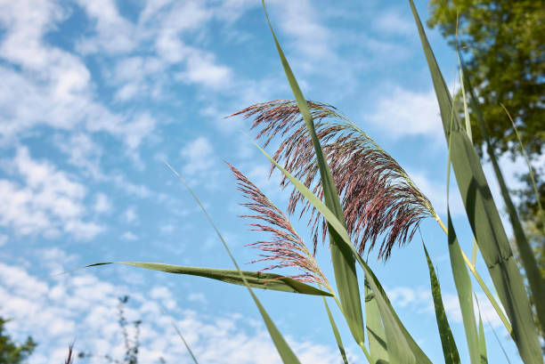 phragmites australis - carrizo común fotografías e imágenes de stock