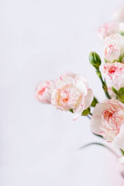 istock Small delicate white with pink rim carnation flowers 1299295803