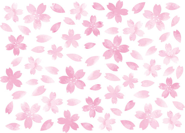 ilustrações, clipart, desenhos animados e ícones de papel de parede de pétalas estilo flor de cerejeira - cherry blossom flower head spring flower