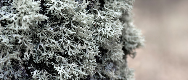 Evernia prunastri gray lichen on a tree trunk, macro shot with blurry background.