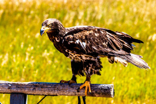 istock Golden Eagle on it's perch. Birds of Prey Centre, Coledale, Alberta, Canada 1299296956