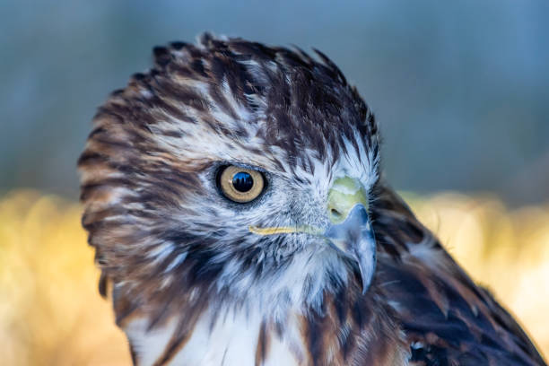 istock Red tailed hawk sitting on a perch. Birds of Prey Centre, Coledale, Alberta, Canada 1299296996