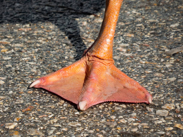istock Ducks foot at the road 1299297707