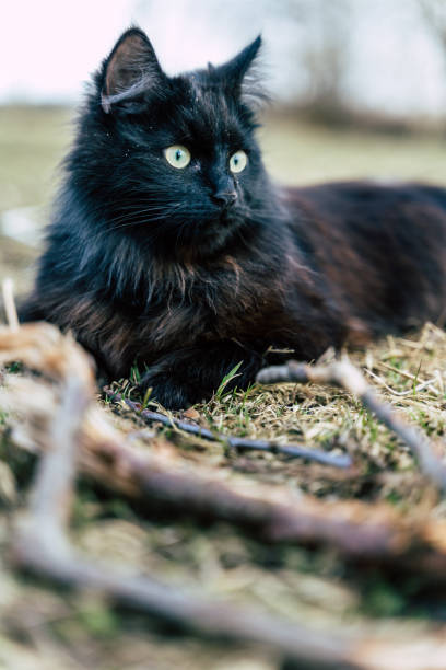 istock Black Cat Lying on Grass with Wide Open Eyes, Gazing Away from Camera 1299297828