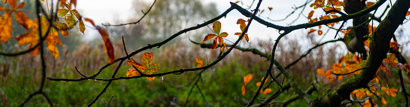 Tree branches in winter over a stream in Hinchingbrooke Country Park, Huntingdon, UK.