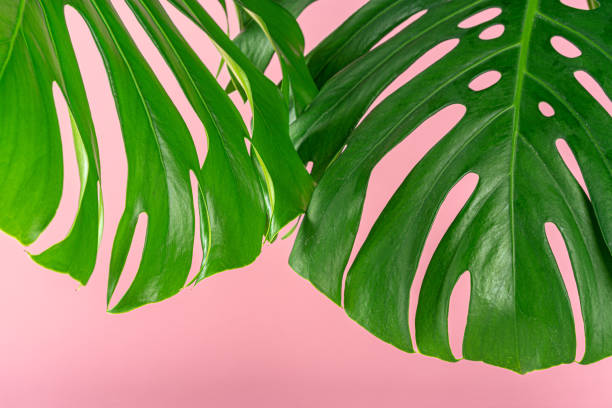 istock Beautiful monstera leaf on a pink background 1299298017