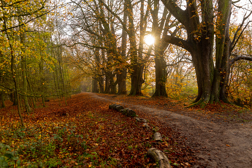 Bridle/foot path in the mist at sunrise. Hinchingbrooke Park, Huntingdon, Cambridgeshire, England, UK.