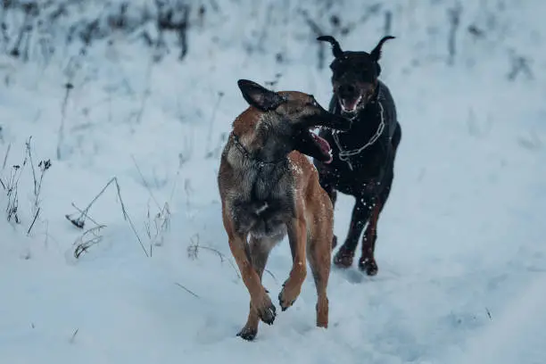 Photo of Belgian malinois shepherd dog fight with the doberman at the snow field