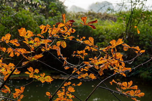 Tree branches in winter over a stream in Hinchingbrooke Country Park, Huntingdon, UK.