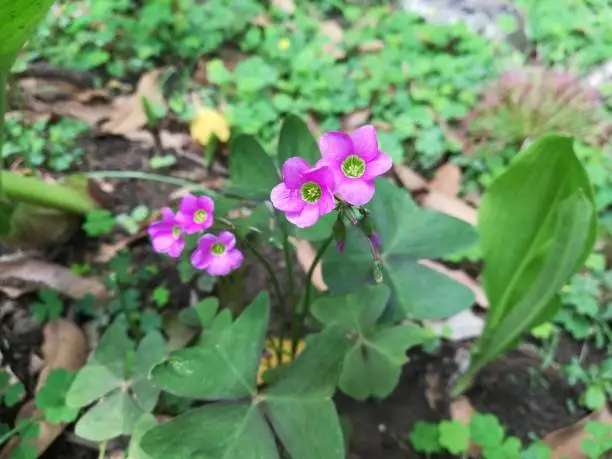Oxalis latifolia is a species of flowering plant in the woodsorrel family known by the common names garden pink-sorrel and broadleaf woodsorrel.