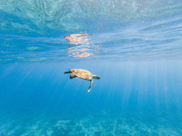 istock Underwater shot of green turtle swimming 1299299580