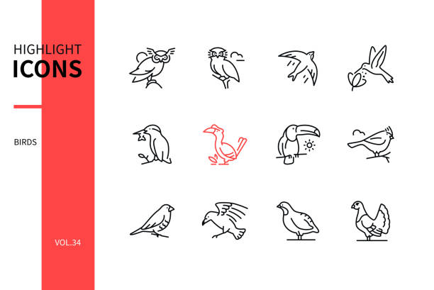 Bird species - line design style icons set Bird species - line design style icons set on white background. Black images of little owl, swift, hummingbird, kingfisher, great hornbill, toucan, crested tit, munia, raven, perdix, black grouse pics for toucan flying stock illustrations