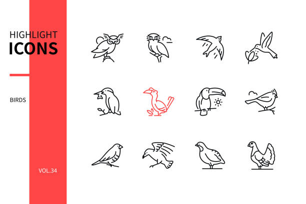 Bird species - line design style icons set Bird species - line design style icons set on white background. Black images of little owl, swift, hummingbird, kingfisher, great hornbill, toucan, crested tit, munia, raven, perdix, black grouse grouse stock illustrations